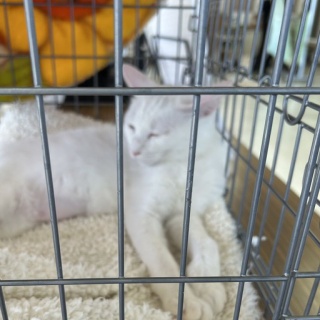 NPO法人 福井犬猫を救う会