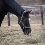 『微笑ましい』の画像