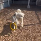 今日も楽しいドックラン💕💕