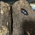 四畳半のクワガタ飼育部屋