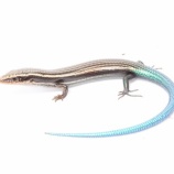 『大阪BOお品書き』の画像