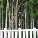 不知八幡森（入らずの森）