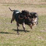 黒ぽめ！あんことおはぎとだんごちゃん