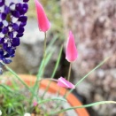 雨上がりの日曜日♪