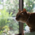 よく降るにゃ〜。