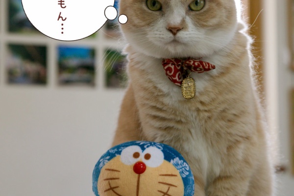 トミーとゆずの観察日記 ドラえもん