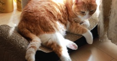 まぶしい朝の猫。