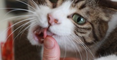 甘くない手も好きな猫。