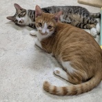 シェルターボラ日記🌸🐱
