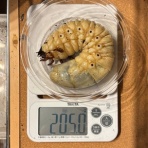 どしたの？クロエ