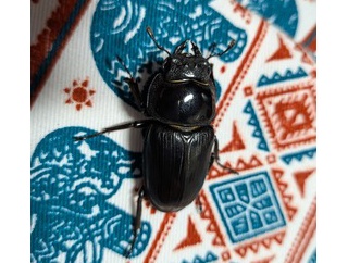 【画像】ワイ、クワガタを捕まえる