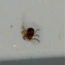 ★コイツは、、、マダニだにー？★