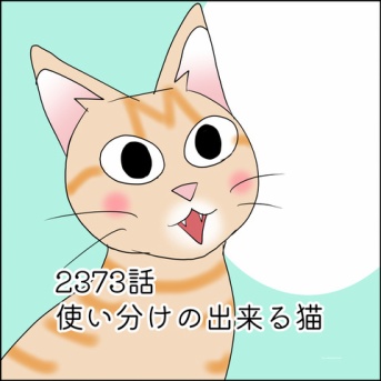 あんこ＆麦2373 使い分けの出来る猫