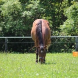 『高齢馬の体重管理』の画像