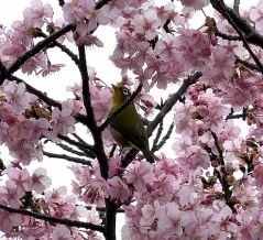 【桜開花情報2026】今沢三島神社（今沢公会堂）のカワヅザクラ。（沼津市今沢）
