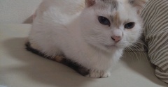 実物のﾈｺﾁｬﾝたちセカンド293