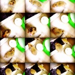 ジャンガリ、ゴル。