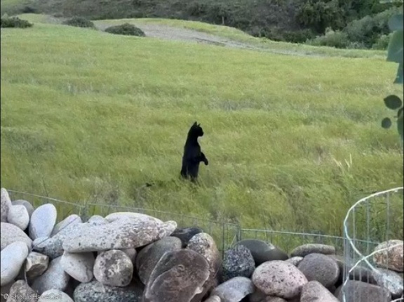 猫を見つめる外国人「まるでジブリ映画を見ている気分なんだけど…」ガーデニング中の出来事