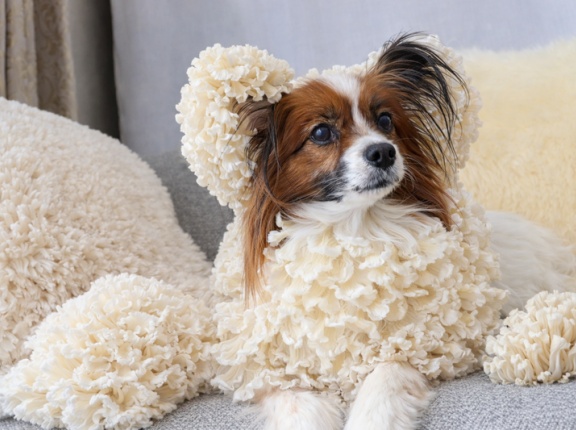 【ChatGPT】超簡単！ペットに着ぐるみを着せよう