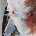 【有明海】春の乗っ込みタイラバと根魚釣り