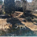 多摩動物公園　オオカミ・干支展示