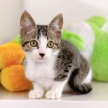 『【子猫】メロンくん 里親募集中です』の画像