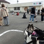 黒ぽめ！あんことおはぎとだんごちゃん