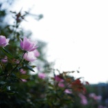 『今日までに連絡が無ければ明日帰るかも』の画像