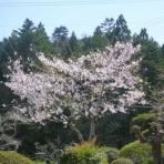 のんびり　のんきに　のうてんき