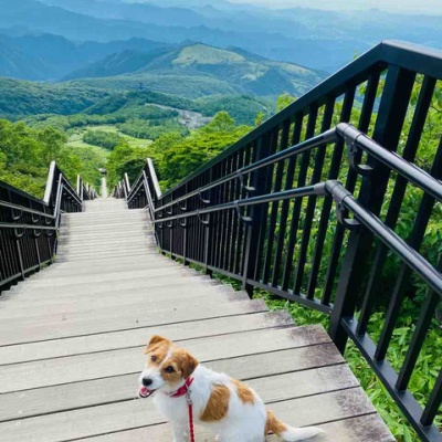 みときち　オープンカーの探偵犬　階段のある風景 犬連れ霧降高原キスゲ平園地（栃木県日光市） : 登山犬 ジャック