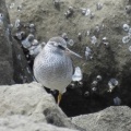 2026年5月9日の野鳥公園