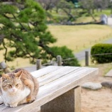 『朝の散歩中の羨ましい光景』の画像