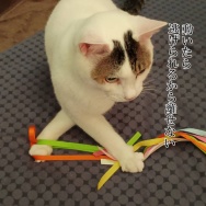 うだるような暑さからのオアシス。と、緑のキューブ水中花つくりました。