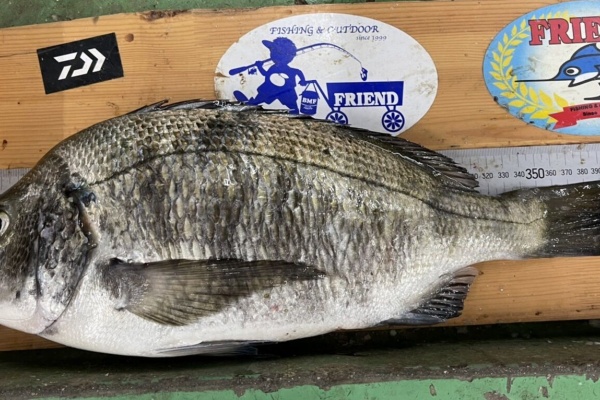 釣具のフレンド 釣り力ｕｐ 最新情報 チヌ 黒鯛 ダービー