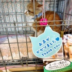 猫とお酒と日々のこと