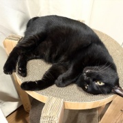 【猫写真】くつろぎ方で黒猫を見分ける