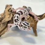 爬虫類クラブJ 横須賀店ブログ