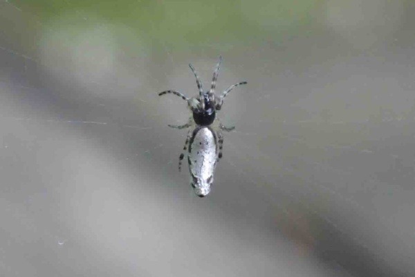 森羅百象 蛛型綱クモ目