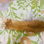 おてんば茶々姫