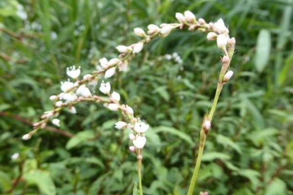 写真俳句ブログ チーさん 初心者 18年09月