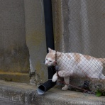 猫写真家・沖 昌之のブログ　野良ねこちゃんねる。　