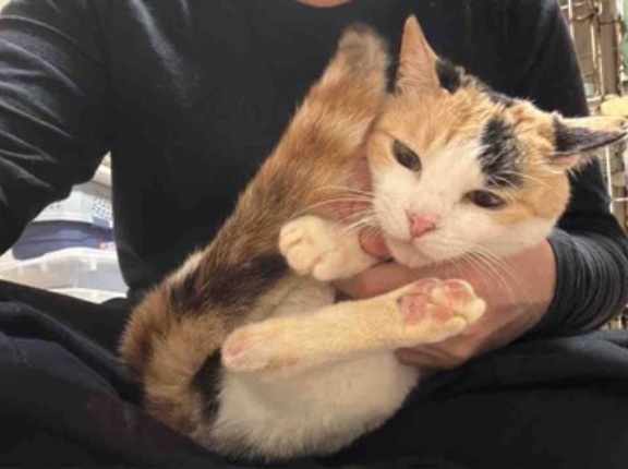 変わらぬオス三毛王子　20260416