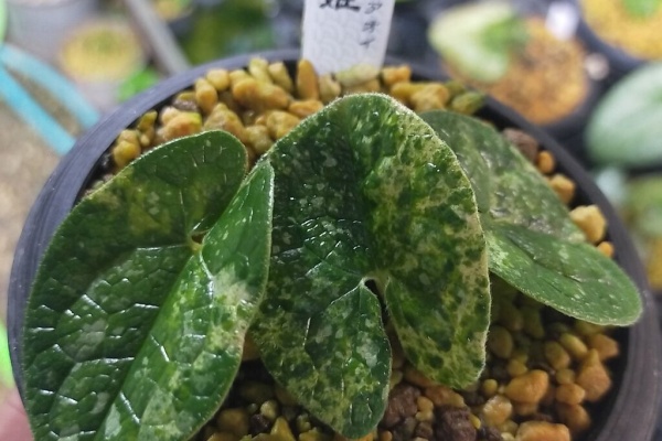 カンアオイに魅せられて！！ - アマギカンアオイ