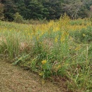 ハンマーナイフで草刈り！
