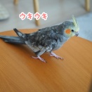 ニューちゃんダンス