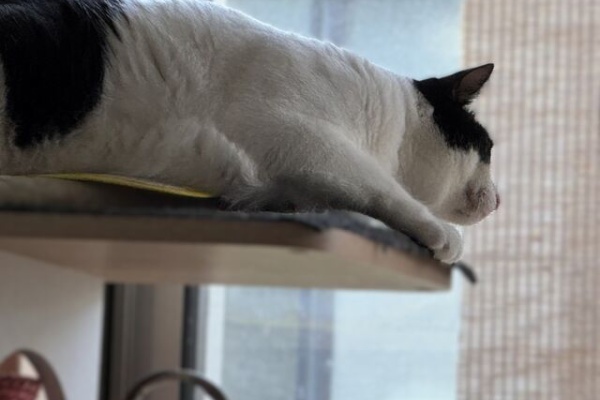 ねこ 猫 ネコ好きは とまらニャィッ♪
