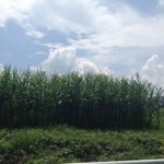 【画像】こんな時期だからこそ夏探検した写真を貼ってく