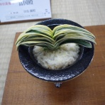 万年青　神奈川県支部の有志