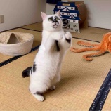 『猫又これくしょん』の画像