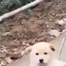 お母さんが木を引きずっていた。これはお散歩カートかな？ → 子犬の散歩はこんなスタイルです…